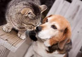 Did you scroll all this way to get facts about breakaway cat collar ? How To Turn Your Cats And Dogs Into Best Buds