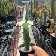 Image result for Euphorbia unicornis