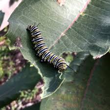 May 02, 2018 · the box moth, cydalima perspectalis, and its caterpillars quickly destroy box plants. Caterpillar Natural And Organic Anticaterpillar Treatment And Control