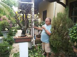 Pin On Bonsai Penjing