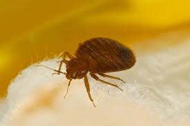 Image result for bed bugs droppings