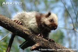 The northern luzon giant cloud rat (phloeomys pallidus) is a nocturnal rodent. Northern Luzon Giant Cloud Rat Animals Interesting Animals Pet Rats