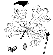Plant Information Center Nc Trees Blackjack Oak