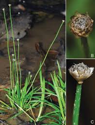 Image result for Eriocaulon bongense