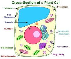 Check spelling or type a new query. Animals Cells Animal Cell Model Diagram Project Parts Structure Labeled Coloring And Plant Cell Organelles Cake Plant And Animal Cells Cells Project