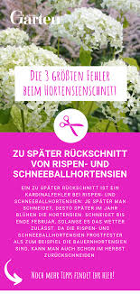 Die 3 Grossten Fehler Beim Hortensienschnitt Schneeballhortensien Hortensien Hortensien Garten