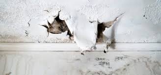 We did not find results for: How Long Does It Take Mold To Grow In A Flooded Home Puroclean Hq