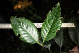 Image result for Cassipourea