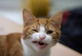 On the other hand, for birds sound is only the second most important sense, their sight being first. Three Amazing Cat Facts