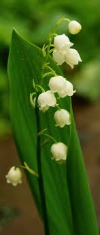 Shade Loving Flowering Plants For A Woodland Garden Shade Flowers Woodland Garden Planting Flowers