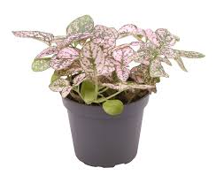 Image result for Hypoestes cancellata