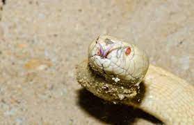 Albino Cobras Rarest Snake In The World Cobras Org Albino Rare Snake
