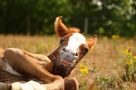 This chart can be used as a guideline based on that number: How Much Does A Horse Weigh Fun Facts Calculator Faqs