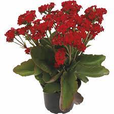 Maybe you would like to learn more about one of these? Red Fox Indoor Kalanchoe Pot Indoor Flower Mitre 10