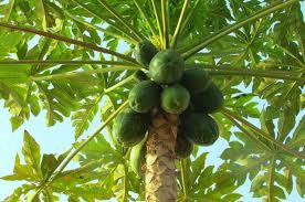 We did not find results for: Betik Cara Makan Dan Potong Cara Memilih Buah Masak Dan Menyimpannya Dengan Betul