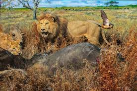 サバンナでの狩りにライオンのプライド。 の写真素材・画像素材. Image 74733435.