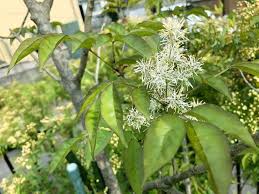 アオダモの花言葉 花や木の特徴 紅葉も楽しめる Greensnap グリーンスナップ