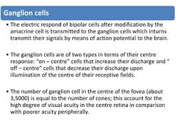 In What Part Of The Neuron Does The Action Potential Typically Initiate? -  Quora