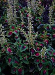 Image result for Coleus scutellarioides