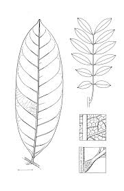 Image result for Lecaniodiscus