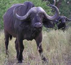 The 12 Most Dangerous Animals Prowling The Earth Decoded Stuff Dangerous Animals Animals Animals Wild