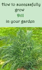 Pin On How To Start A Garden For Beginners Flowers