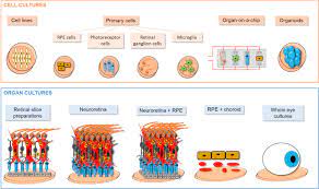 A zillion things home · fast & free shipping · up to 70% off Retina In A Dish Cell Cultures Retinal Explants And Animal Models For Common Diseases Of The Retina Sciencedirect