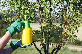 Homemade Organic Pesticide For Fruit Trees