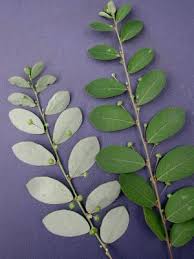 Image result for Phyllanthus tenellus