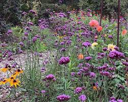 Image result for foto verbena