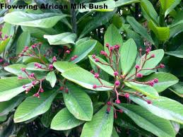 Image result for Euphorbia umbellata