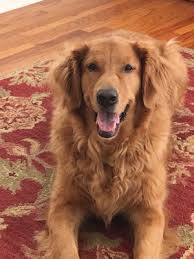 Southern California Golden Retriever Rescue 26 Photos 63 Reviews Animal Shelters West Los Angeles Ca United States Phone Number