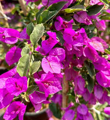 Image result for Bougainvillea