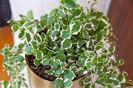 Native to south africa and australia rather than sweden, where it was first popularized, swedish ivy is more closely related to mint than ivy. Growing Swedish Ivy Indoors For Foliage And Flowers