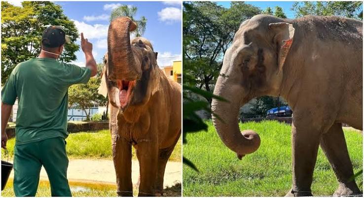 Conhe&ccedil;a a hist&oacute;ria do elefante Sandro, que virou alvo de disputa judicial | G1