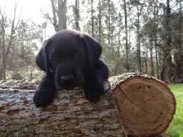 It is important to train the dog early not to pull on the leash, as it has a very strong neck. Puppy Trainers Fayetteville Nc Puppy Trainer Raleigh North Carolina Puppy Trainer Fayetteville Nc Puppy Training Raleigh Nc Off Leash K9 Raleigh Dog Trainers