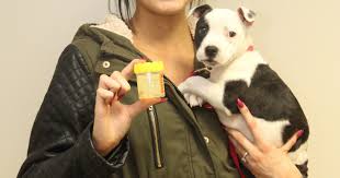 Since puppies lick and sniff everything, it's easy for him to ingest these. Millie The Staffordshire Bull Terrier Puppy Had Worms Pete The Vet
