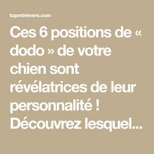 Ces 6 Positions De Dodo De Votre Chien Sont Revelatrices De Leur Personnalite Decouvrez Lesquelles Top Retri Recettes Pour Chien Chien Chien Agressif