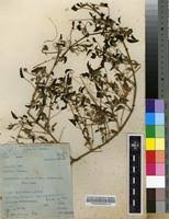 Image result for Monsonia senegalensis