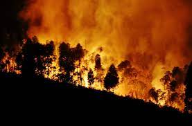 19 ago 2021 | 11:49. Portugal E O Campeao Europeu Dos Incendios Onde Todos Os Anos Arde Mais De 3 Da Floresta Wwf Jornal De Monchique
