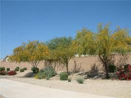 Image result for Acacia farnesiana