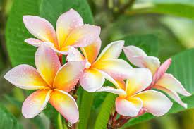 Maybe you would like to learn more about one of these? Plumeria Flower Meaning Its Deep Symbolism In Various Cultures Gardenerdy