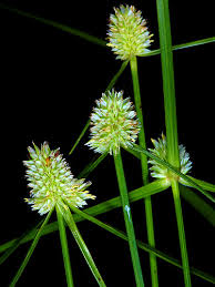 Image result for Kyllinga squamulata