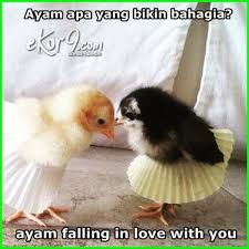 7 Gambar Ayam Dan Tulisan Kata Kata Lucu Dunia Fauna Hewan Binatang Tumbuhan Gambar Lucu Hewan Gambar