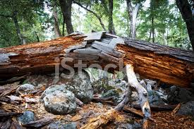 The air above the tropical oceans usually have high temperature and contains high humidity. Blixtnedslag Trad Yosemite Stockfoton Freeimages Com