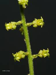 Image result for Brucea