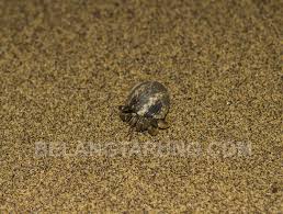 They live in the shore of tropical beaches. Bercuti Di Umang Umang Chalet Kuala Linggi Melaka Chalet Yang Murah Some Bullet For Your Head