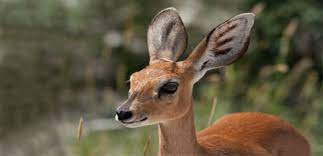 Ceylan için 1 adet anlam bulundu. Ruyada Ceylan Gormek Ne Anlama Gelir