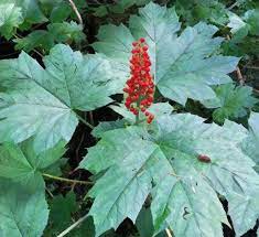 Devil S Club Sacred Plant Of The Northwest Hearthside Healing