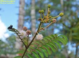 Image result for Mimosa pigra